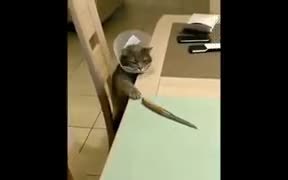 Psycho Cat Hungry For Knife - Animals - VIDEOTIME.COM