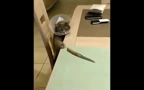 Psycho Cat Hungry For Knife - Animals - VIDEOTIME.COM