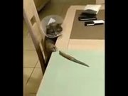 Psycho Cat Hungry For Knife