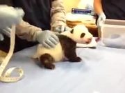 Panda Cub Screaming Like A Human