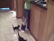 Hungry Kittens Are A Problem