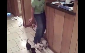 Hungry Kittens Are A Problem - Animals - VIDEOTIME.COM