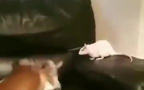 A Cat, A Mouse, And A Dog - Animals - VIDEOTIME.COM