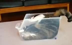 Cat Fitting Inside A Box - Animals - VIDEOTIME.COM