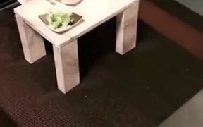 When You Wanna Takeout Only Female To Dinner - Animals - VIDEOTIME.COM