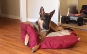 I Canine Who Is No Less Than A Child - Animals - VIDEOTIME.COM