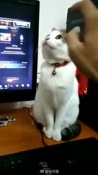Cat Playing Statue Game