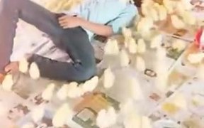 Literally, This Boy Is A Chick Magnet - Animals - VIDEOTIME.COM