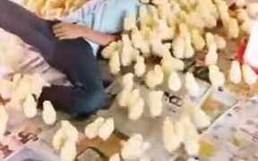Literally, This Boy Is A Chick Magnet - Animals - VIDEOTIME.COM