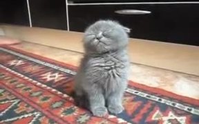 Drowsy Fluffy Kitten Falling Asleep - Animals - VIDEOTIME.COM