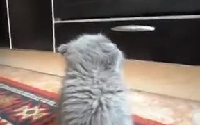 Drowsy Fluffy Kitten Falling Asleep - Animals - VIDEOTIME.COM