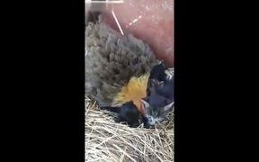 Hen Warms 4 Cute Kittens As Her Chicks - Animals - VIDEOTIME.COM