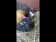 Hen Warms 4 Cute Kittens As Her Chicks