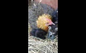 Hen Warms 4 Cute Kittens As Her Chicks - Animals - VIDEOTIME.COM