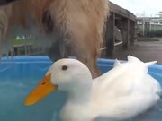 A Dog And A Duck