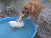 A Dog And A Duck