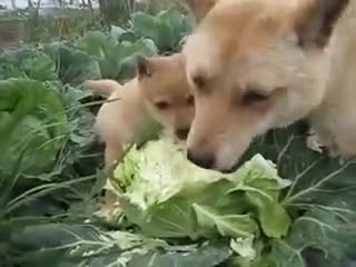 A Dog And A Puppy Biting On To A Cauliflower