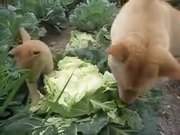 A Dog And A Puppy Biting On To A Cauliflower