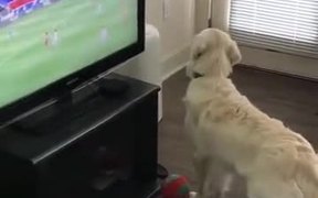 Dog Wants The Football On TV - Animals - VIDEOTIME.COM
