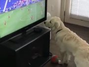 Dog Wants The Football On TV