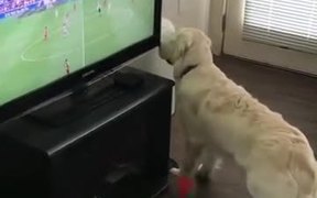 Dog Wants The Football On TV - Animals - VIDEOTIME.COM