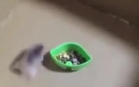 Hamster Vs. Human: Who Do You Think Drifts Better? - Fun - VIDEOTIME.COM