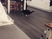 Cute Fetching Game With A Cat