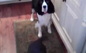 These Dogs Are Seriously Hungry By Their Actions - Animals - VIDEOTIME.COM