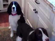 These Dogs Are Seriously Hungry By Their Actions