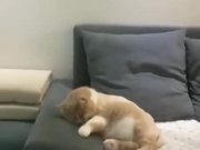 Fluffy Kitty Watching A Dream