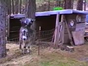 Clever Goat Using Donkey To Achieve Freedom