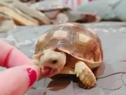 Cute Pet Tortoise Eating