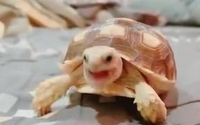 Cute Pet Tortoise Eating - Animals - VIDEOTIME.COM