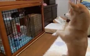 Shiba Inu Eager To Play With Cute Kitten - Animals - VIDEOTIME.COM