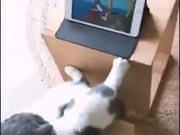 Cat Watching Tom And Jerry