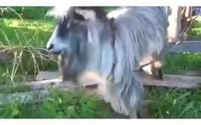 If A Goat Was A Beatboxer - Animals - VIDEOTIME.COM