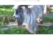 If A Goat Was A Beatboxer