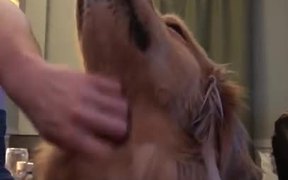 Happy Mode - Animals - VIDEOTIME.COM