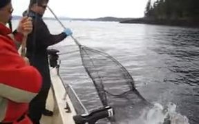 Seal Stealing Fish From Fisherman - Fun - VIDEOTIME.COM
