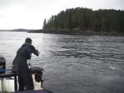 Seal Stealing Fish From Fisherman
