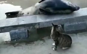 Cat Bullying Poor Seal - Animals - VIDEOTIME.COM