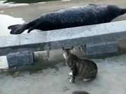 Cat Bullying Poor Seal
