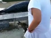 Cat Bullying Poor Seal