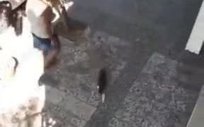 A Special Cat-Lift For This Kitty - Animals - VIDEOTIME.COM