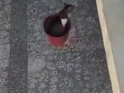 A Special Cat-Lift For This Kitty
