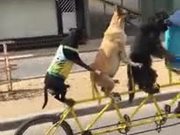 Dogs Riding A Bicycle