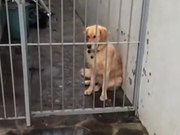 Dog Sad For His Mate