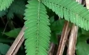 Have You Ever Seen This Amazingly Shy Plant? - Fun - Videotime.com