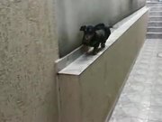 A Dog That Can Run Backward