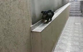 A Dog That Can Run Backward - Animals - VIDEOTIME.COM